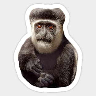 The wonderful eyes of a Colobus monkey Sticker